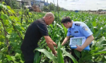 冰城公安：深入踏查 坚决防止非法种植毒品原植物